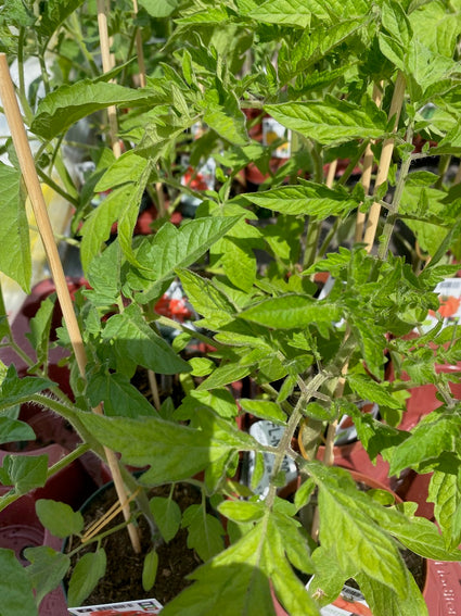 Cherry tomaat - Solanum lycopersicum