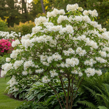 Sneeuwvlokkenboom - Chionanthus virginicus