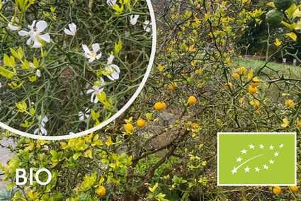 Biologisch Citroenboompje - Poncirus trifoliata