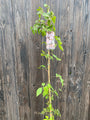 Clematis Montana Rubens extra lang in C5 pot Clematis Montana Rubens extra lang in C5 pot