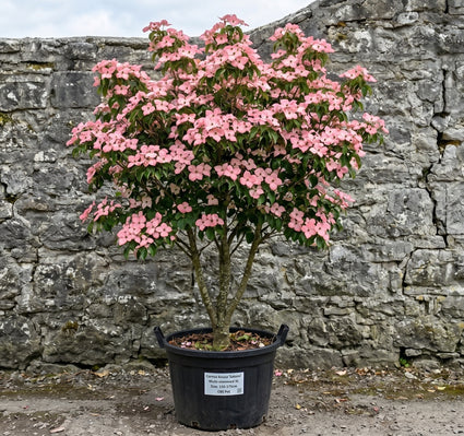 Japanse grootbloemige kornoelje 'Roze' - Cornus kousa 'Satomi'