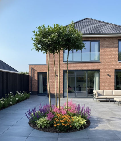 Meerstammige dakboom - Daklaurier wintergroen