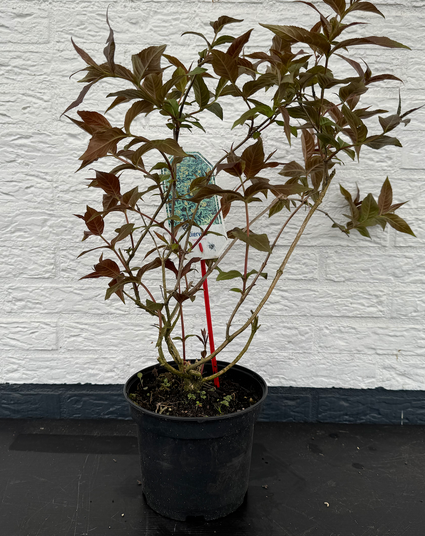 Amerikaanse weigelia - Diervilla x splendens
