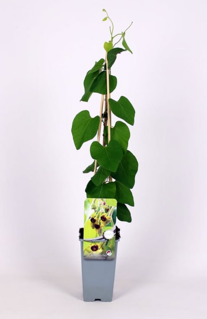 Duitse pijp - Aristolochia macrophylla