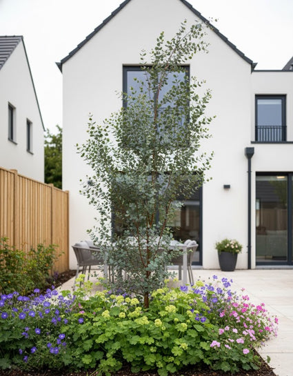 Cidereucalyptus - Eucalyptus gunnii