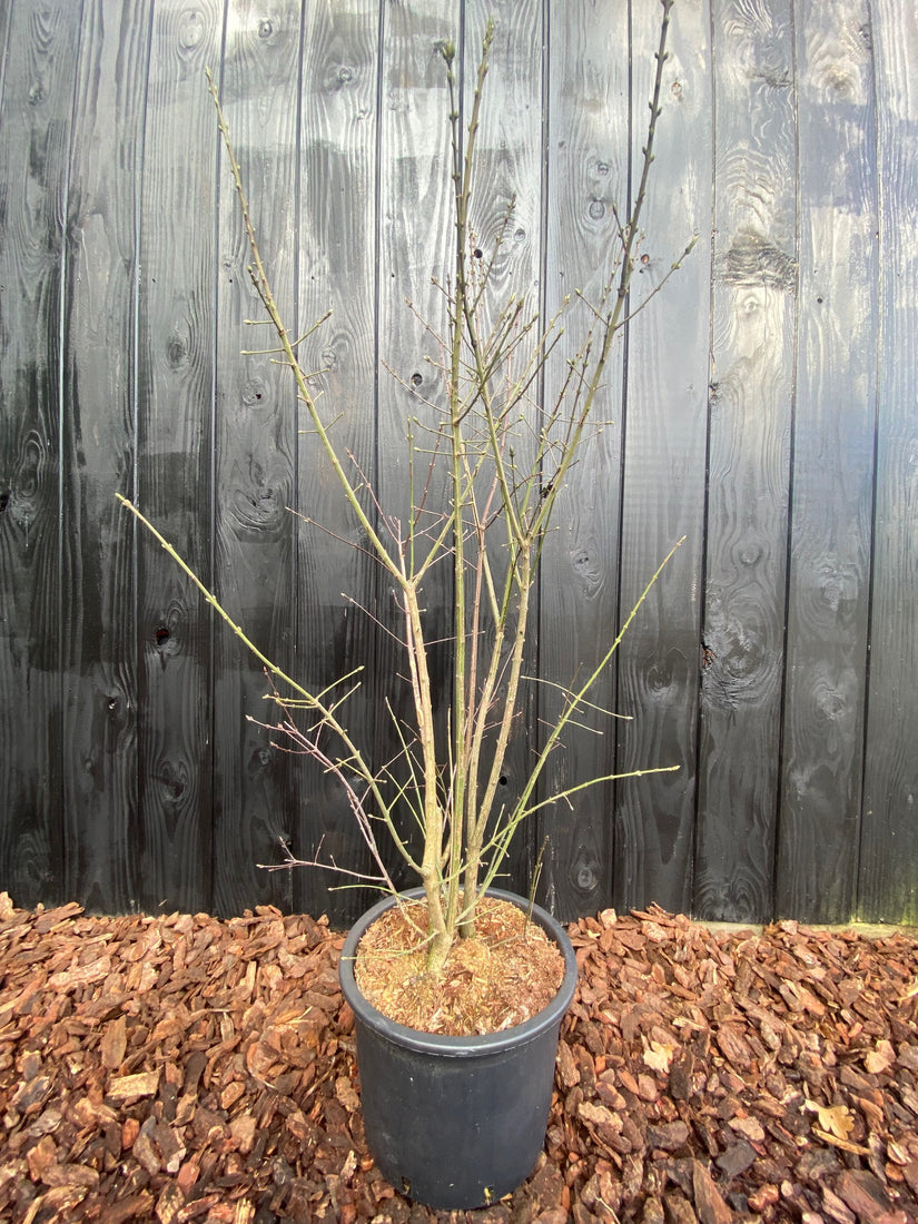 C20 pot variant - foto februari winter C20 pot variant - foto februari winter