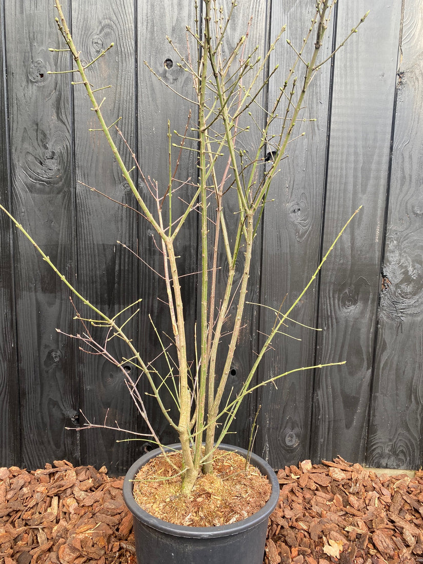 Voorbeeld C20 pot variant - foto winterbeeld Voorbeeld C20 pot variant - foto winterbeeld