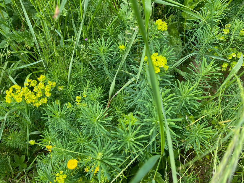 Cipreswolfsmelk - Euphorbia cyparissias Cipreswolfsmelk - Euphorbia cyparissias
