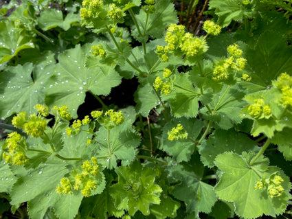 Biologisch Fraaie Vrouwenmantel - Alchemilla mollis