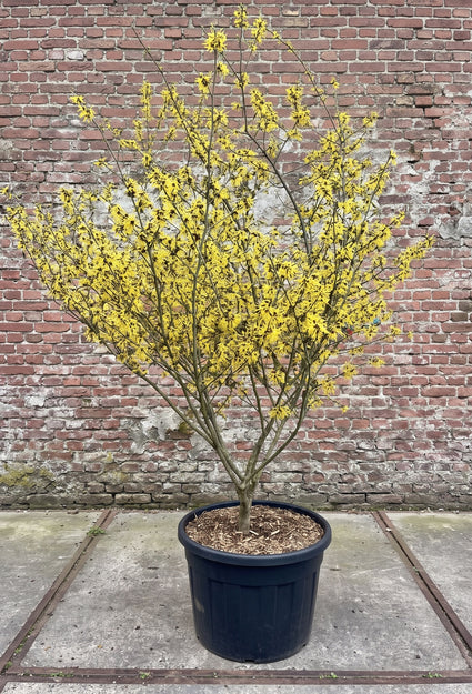 Gele Toverhazelaar - Hamamelis x intermedia 'Arnold Promise'