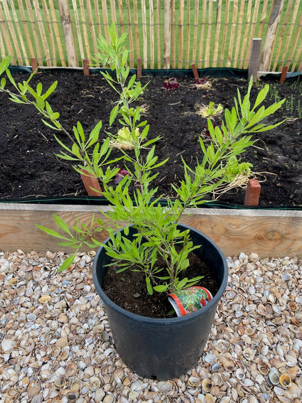 Gojibes / Boksdoorn - Lycium barbarum