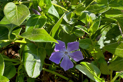 Grote maagdenpalm - Vinca major (ook per/m2)