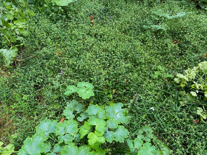 Grote muur - Stellaria holostea Grote muur - Stellaria holostea