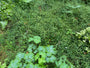 Grote muur - Stellaria holostea Grote muur - Stellaria holostea