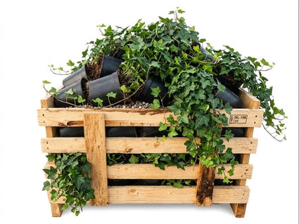 Klimop - Hedera helix Aanbieding 80 stuks