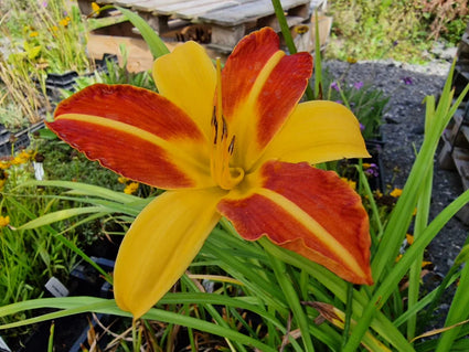 Biologische Daglelie (Geel/Rood) - Hemerocallis 'Frans Hals'