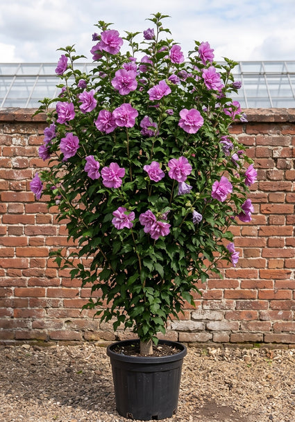 Heemstroos (Paars) - Hibiscus syriacus 'Purple Ruffles'