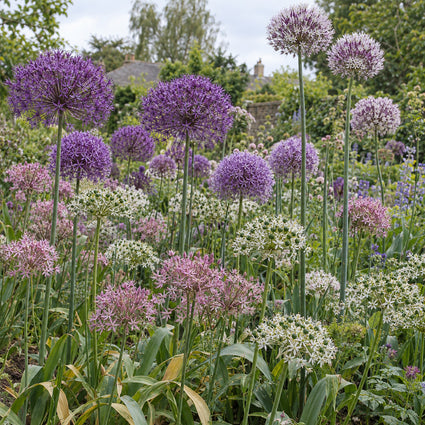 Bloembollen Pakket: Hoge Sierui Allium - 30 bloembollen Paars, Roze en Wit