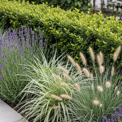 ilex crenata convexa als laag groenblijvende haagje