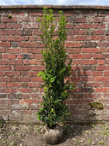 Blauwe hulst zonder besjes - Ilex × meserveae 'Heckenstar'