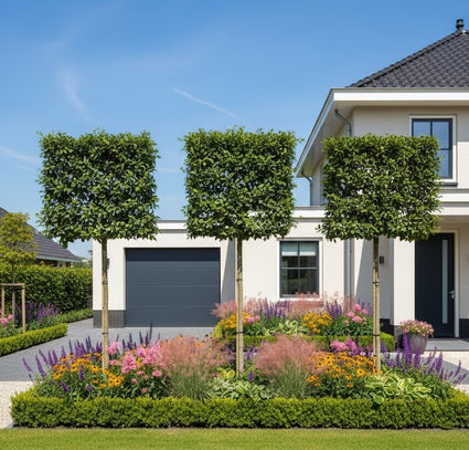 Leiboom Groene Hulst - Ilex 'Nellie R. Stevens' Jaarrond groen