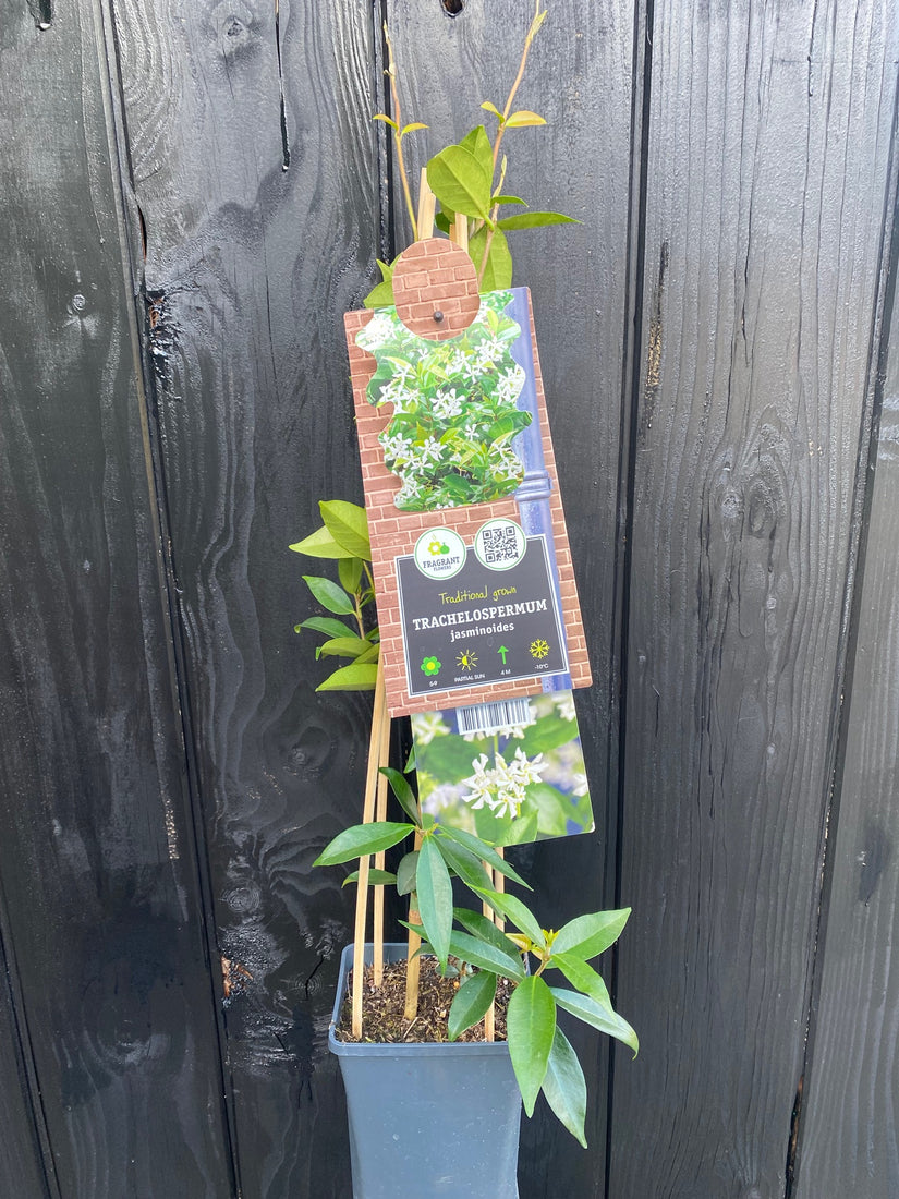 Trachelospermum jasminoides (Sterjasmijn) in C2 pot 70 cm voorbeeld wat u koopt Toscaanse Jasmijn wit Trachelospermum jasminoides (Sterjasmijn) in C2 pot 70 cm voorbeeld wat u koopt Toscaanse Jasmijn wit