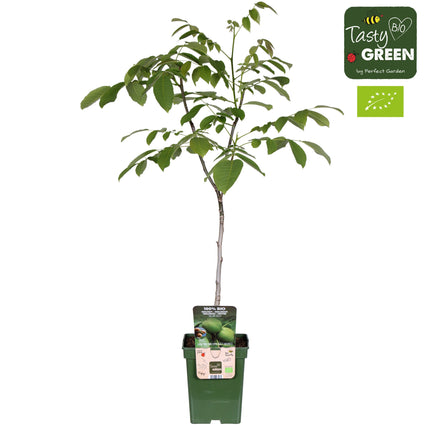 Biologische Walnootboom - Juglans Regia BIO