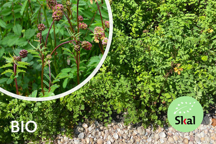 Biologisch Pimpernel - Sanguisorba minor