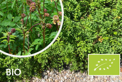 Biologisch Pimpernel - Sanguisorba minor