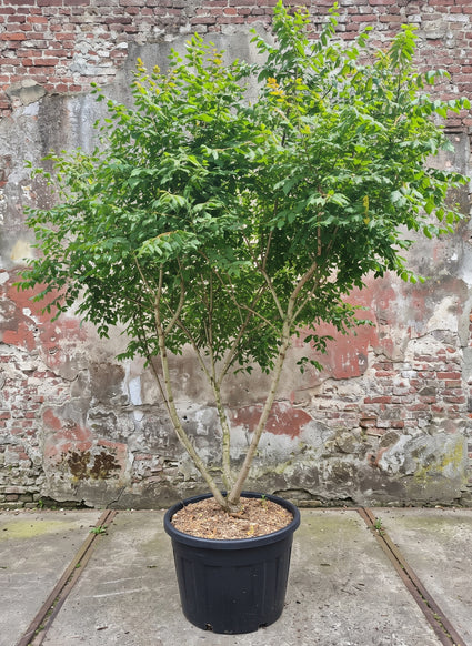 Gele Zeepboom (Meerstammig) - Koelreuteria paniculata