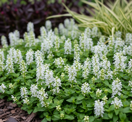 Kruipend Zenegroen (Wit) - Ajuga reptans 'Alba'