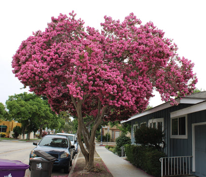 Indische Sering - Lagerstroemia indica