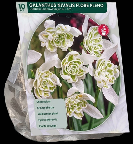 Bloembollen Sneeuwklokje 30 stuks (Langbloeiende soort) - Galanthus nivalis Flore Pleno