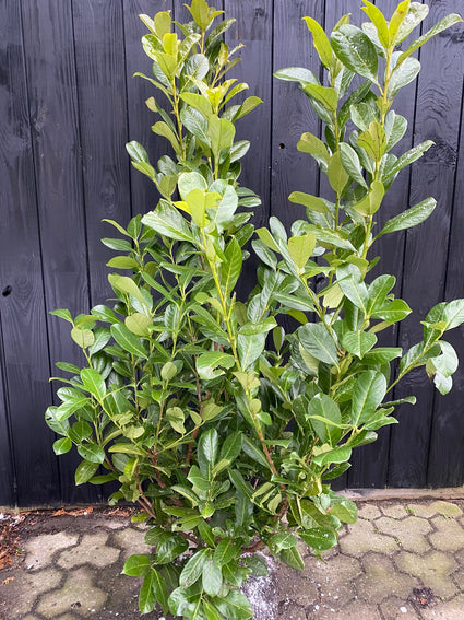 Wintergroene Laurier - Prunus Laurocerasus 'Rotundifolia'