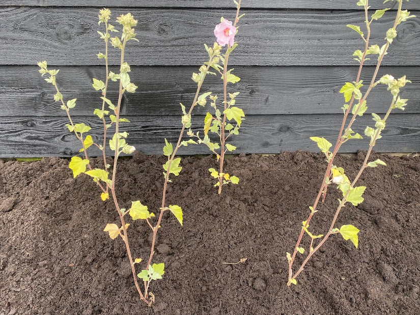 Struikmalva - Lavatera 'Barnsley' Struikmalva - Lavatera 'Barnsley'