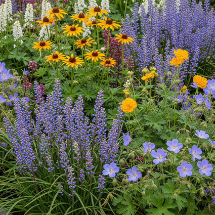 liriope ingwersen planten met oa ooievaarsbek geranium rozanne en gele zonnehoed rudbeckia