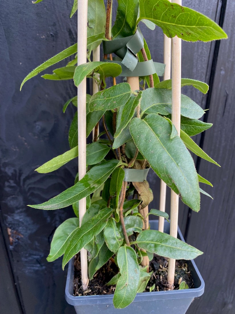 Kamperfoelie - Lonicera Henryi Kamperfoelie - Lonicera Henryi