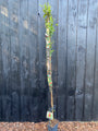 Lonicera Henryi extra lang 190 cm in C5 pot - voorbeeld wat u koopt Lonicera Henryi extra lang 190 cm in C5 pot - voorbeeld wat u koopt