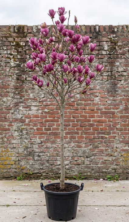 Beverboom (Hoogstam) - Magnolia 'Galaxy'
