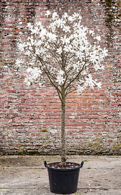 Beverboom (Wit, Hoogstam) - Magnolia kobus