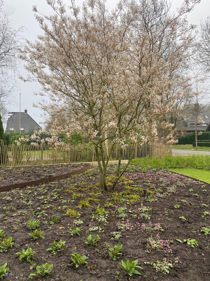 Amerikaans krentenboompje Meerstammig - Amelanchier lamarckii