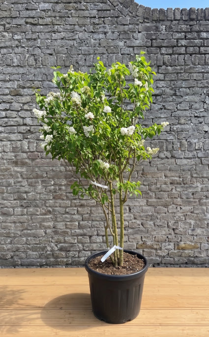 Gewone sering - Syringa vulgaris 'Mme Lemoine'
