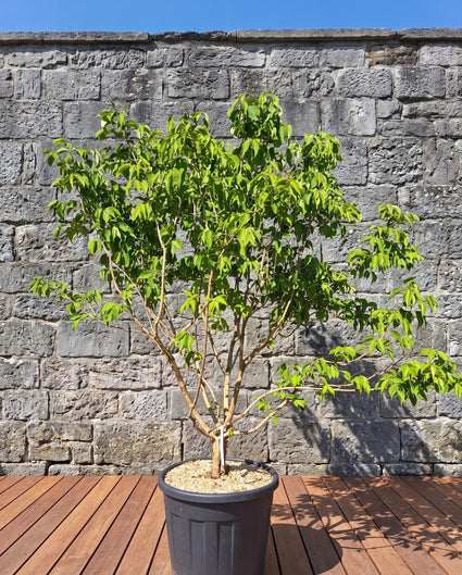 Zevenzonenboom - Heptacodium miconioides
