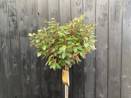 Olijfwilg Boompje - Elaeagnus Ebbingei compacta - Halfstam