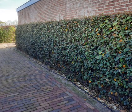 Kant en klare haag Wintergroene Olijfwilg - Elaeagnus ebbingei Compacta 180 x 120 cm