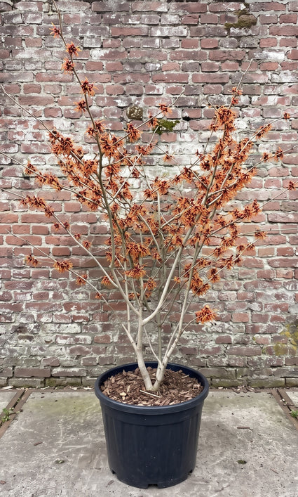 Oranje Toverhazelaar - Hamamelis intermedia 'Jelena'