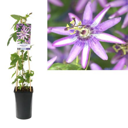 Passiebloem (Paars) - Passiflora 'Amethyst'
