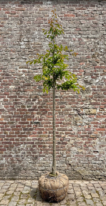 Parrotia Persica Vanessa hoogstam boom stamomtrek 14-16 cm met stevige draadkluit