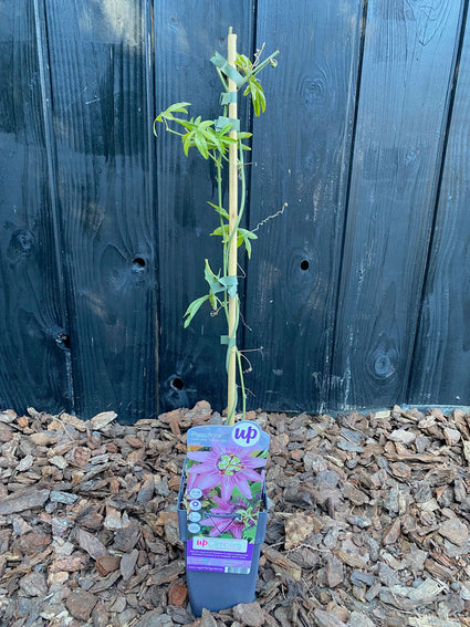 Voorbeeld paarse passiebloem plant, dit is wat u koopt (foto begin seizoen maart met nog weinig blad)