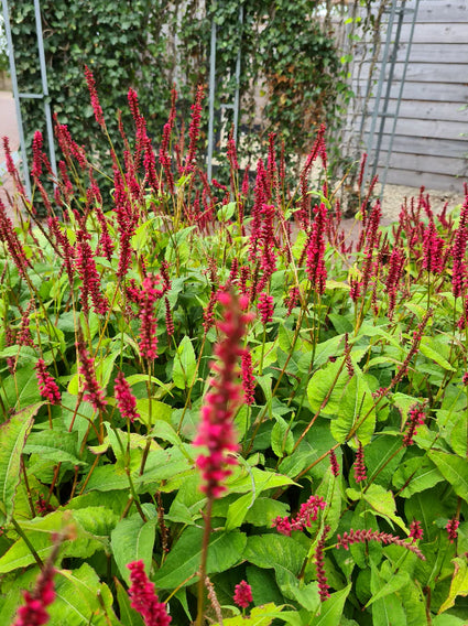 Biologisch Duizendknoop (Donkerroze, 100-150 cm) - Persicaria amplexicaulis